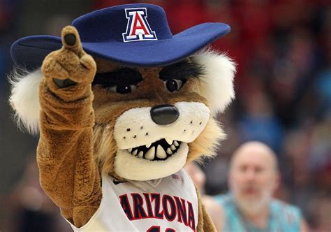 Arizona Wildcats | Wild cats, University of arizona, College fun