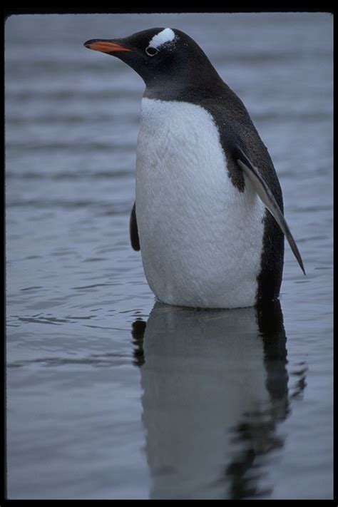 CalPhotos: Pygoscelis papua; Gentoo Penguin