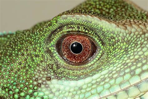 close-up photography, green, lizard eye, chinese water dragon, reptiles ...