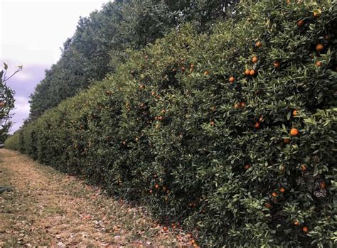 6 Must Visit U-Pick Orange Groves in Florida - Rachel's Crafted Life