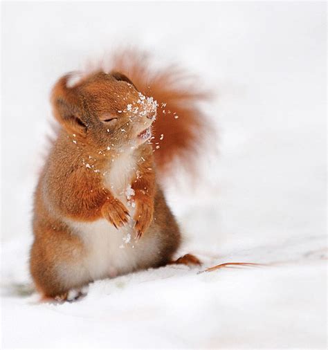 20+ Adorable Pics To Celebrate Squirrel Appreciation Day | Bored Panda