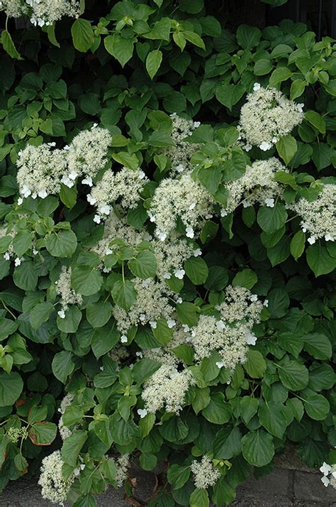 Climbing Hydrangea (Hydrangea anomala 'var. petiolaris') in Denver Arvada Wheat Ridge Golden ...