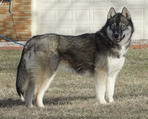 Agouti Husky. Yes that is a husky and NOT A WOLF!!! | Agouti husky ...