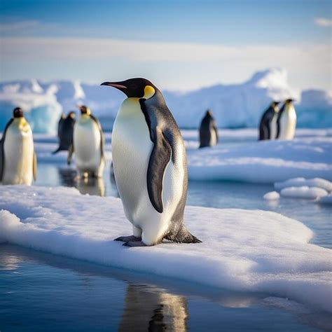 Premium Photo | Emperor penguin on the sea ice in the Weddell sea