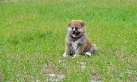 Japanese Akita Puppy for Sale - Adoption, Rescue for Sale in Melrose ...