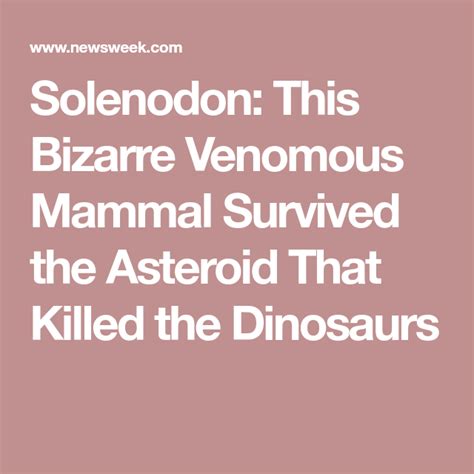 Solenodon is a bizarre venomous mammal that bites like a snake and has ...