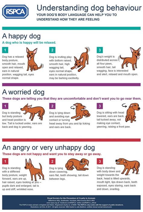 Can you tell, is your dog happy or sad? - The Friendly Pet Nurse - The ...