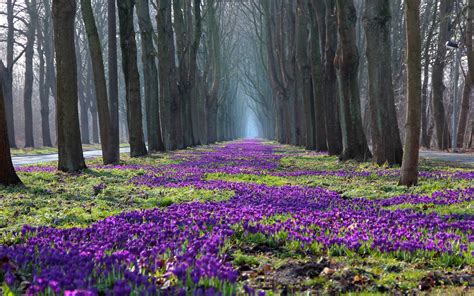 Park spring landscape, trees, flowers, crocus, path wallpaper | nature and landscape | Wallpaper ...