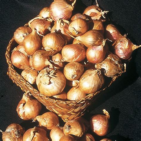 Dutch Yellow Shallot Plant - Stark Bro’s