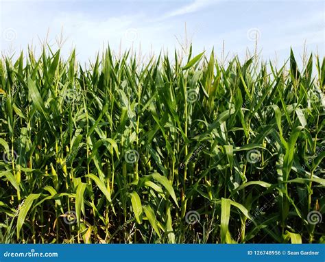 Corn field in Iowa stock photo. Image of delicious, iowa - 126748956