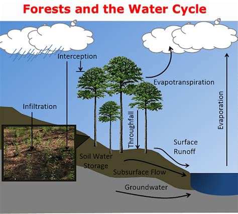 Importance of Forest: Uses, Human and Economic Benefits