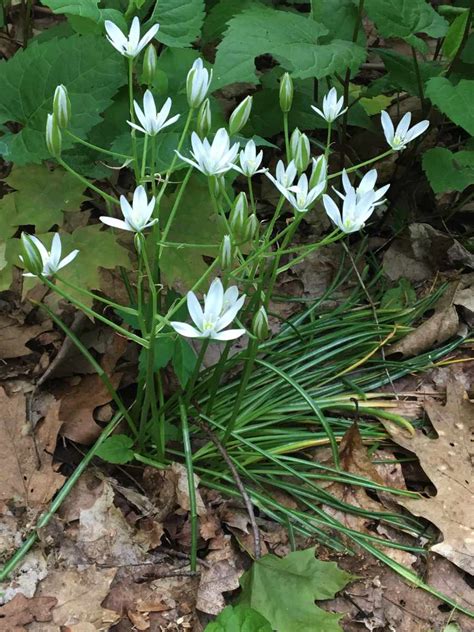 Forest Floor Plants | Trailside Museums and Zoo