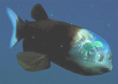 Top 10 Most Bizarre Deep Sea Creatures Ever Discovered Youtube - Vrogue