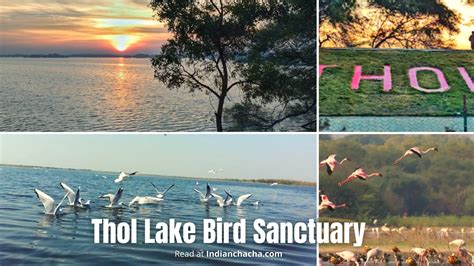 Thol Lake Bird Sanctuary Ahmedabad: Entry Fee, Timing (2024)