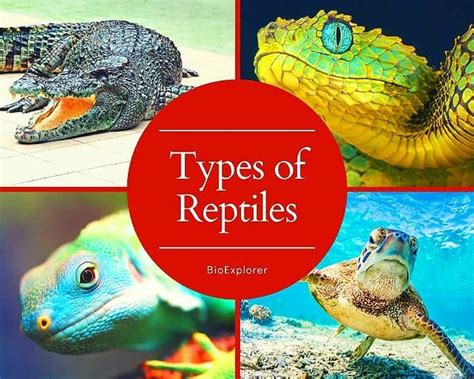 Class Reptilia Examples