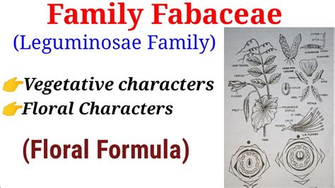 Family Fabaceae (Leguminosae Family) In Hindi/Urdu. - YouTube