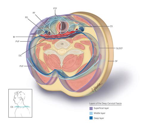 Thyroid Anatomy Cross Section