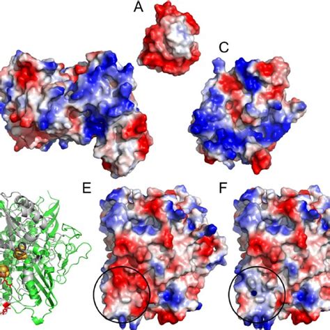 Methyl viologen-mediated in vitro hydrogen production assay ( A ) from ...