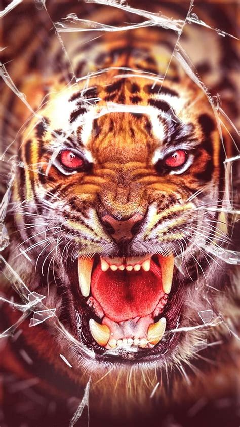 Cara de tigre rugiente, cabeza de tigre rugiente fondo de pantalla del ...