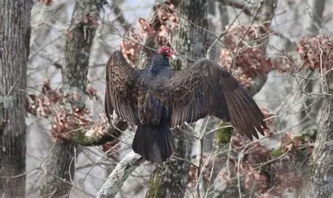 Turkey Vulture | The Animal Facts | Appearance, Habitat, Diet, Behavior