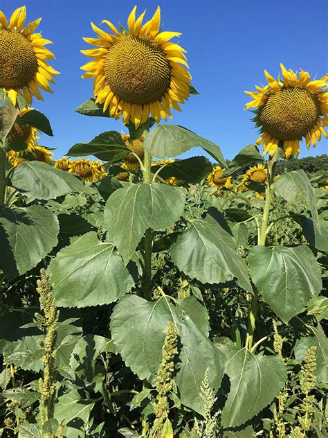 The Beautiful, Beautiful Sunflowers