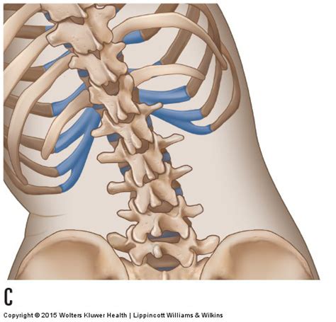 Motions of the Joints of the Lumbar Spine