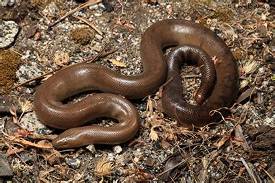 Rubber Boa Snake - Wildlife Experts