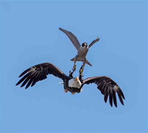 Incredible photos show peregrine falcon scaring off bald eagle ...