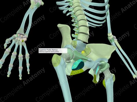 Superior Pubic Ramus | Complete Anatomy