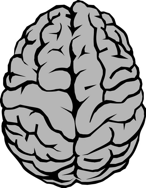 Brain Neuron Clip art - Brain png download - 1694*2181 - Free Transparent png Download. - Clip ...