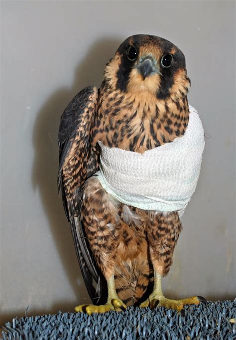 Ironside Bird Rescue, Inc.: Hurt young falcon