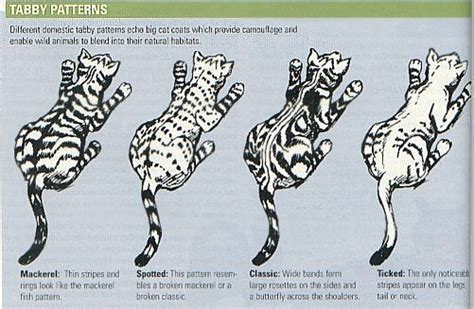 Tabby Patterns - Cats foto (41590989) - Fanpop