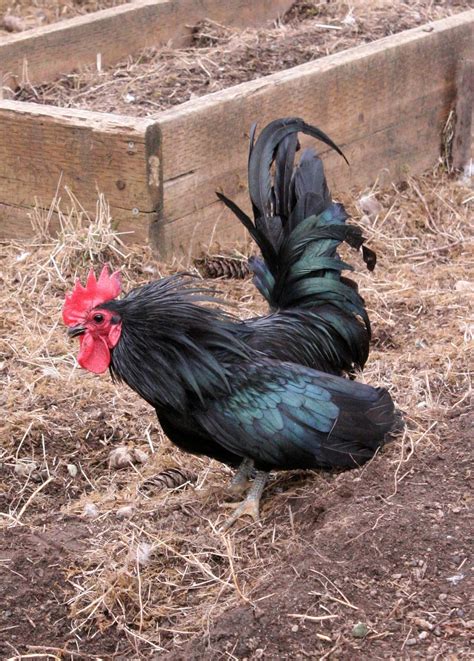 Black Japanese Bantam show quality? | BackYard Chickens - Learn How to ...