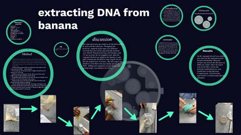 extracting DNA from banana by Tiby Thomas on Prezi