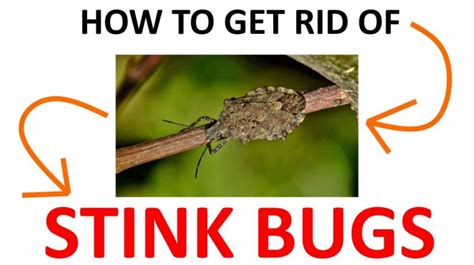 How to Get Rid of Stink Bugs Naturally (DIY Remedies) - 2022 | BugWiz