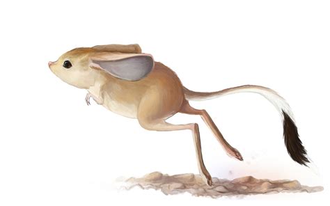 Doodle Den (July 11th: A Gobi Jerboa. Its got legs like a roo,...)