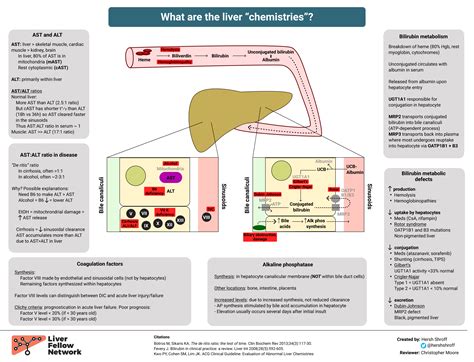 Pictures Of Liver Bilirubin