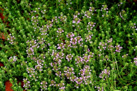 Types of Creeping Thyme Plants: Caraway, Wooly, Etc.