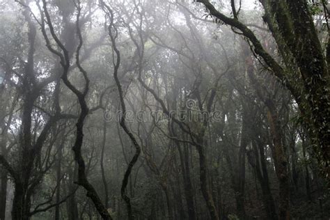 Black Tree in a Forest Covered with Fog, Nature Background. Stock Photo - Image of dawn, dense ...