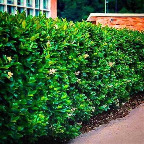 Wax Leaf Privet For Sale | TN Nursery | Sloped garden, Backyard landscaping, Garden shrubs