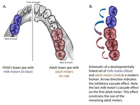 Predicting human evolution: Teeth tell the story