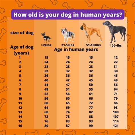 How Old Is Your Dog In Human Years? This Is Crazy!