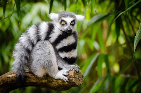 Lemur stolen from zoo recovered by 5-year-old