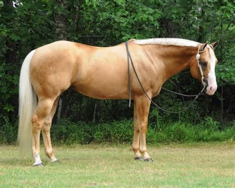 Palomino Horse Facts with Pictures | HorseBreedsPictures.com