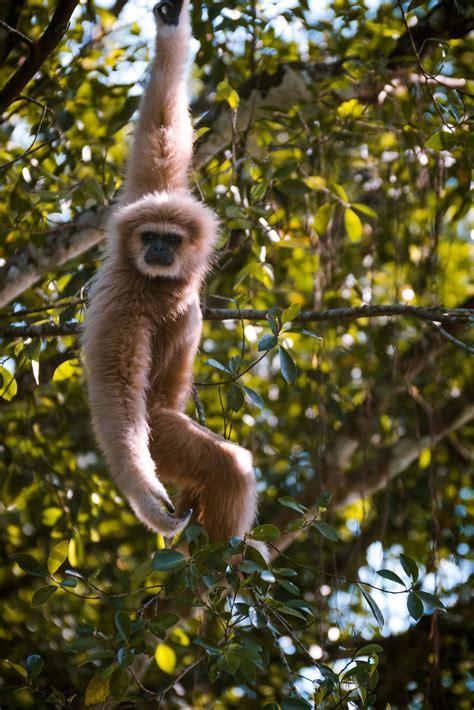 Monkey hanging from a tree 1416244 Stock Photo at Vecteezy