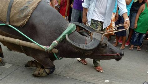 Carabao Festival in the Philippines