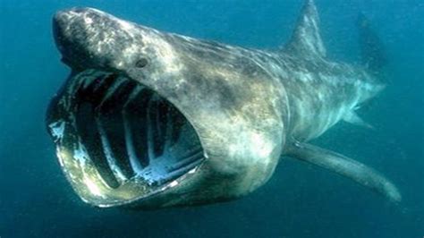 Top 15 Terrifying Real Sea Creatures Caught On Tape - YouTube