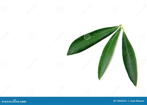 Olive Tree Leaves Stock Image - Image: 15655241