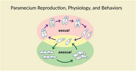 Paramecium Reproduction, Physiology, and Behaviors - Rs' Science