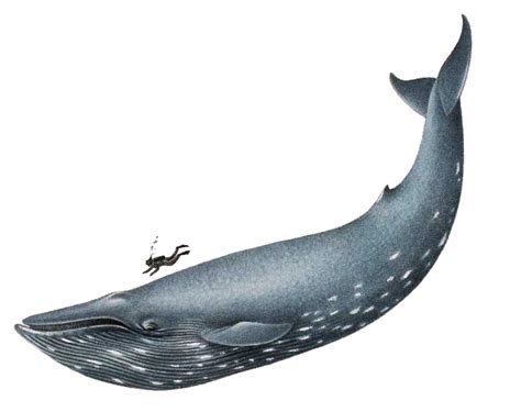 Collection of Whale HD PNG. | PlusPNG